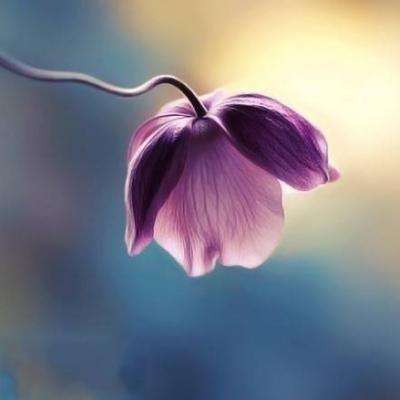 49图库资料免费大全资料澳门app下载